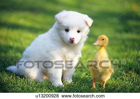 a White Puppy and a Chick Standing on The Grass, Front View, Looking at Camera, Differential Focus View Large Photo Image Stock Photo - a White Puppy and a Chick Standing on The Grass, Front View, Looking at Camera, Differential Focus. Fotosearch