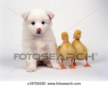a White Puppy and Two Chicks Standing Next to Each Other, Front View View Large Photo Image Stock Image - a White Puppy and Two Chicks Standing Next to Each Other, Front View. Fotosearch