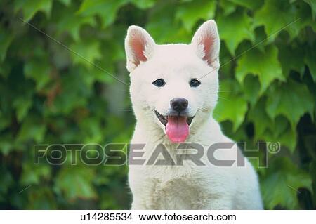a White Puppy, Looking at Camera, Ivy in his Backrounnd, Front View, Differential Focus View Large Photo Image Picture - a White Puppy, Looking at Camera, Ivy in his Backrounnd, Front View, Differential Focus. Fotosearch