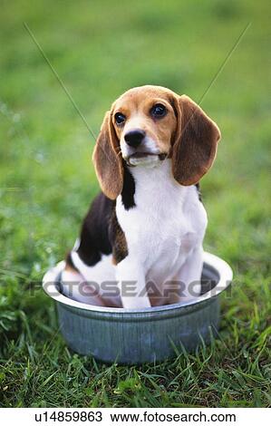 Stock Image - Beagle Sitting in a Silvern Bowl, Looking Up, Front View, Differential Focus. Fotosearch