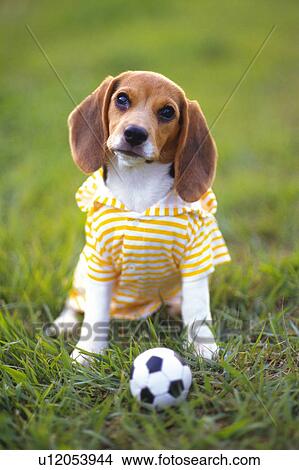 Picture - Beagle Wearing a Yellow Dog Suit, Looking Sideways and Playing Soccer, Front View, Differential Focus. Fotosearch
