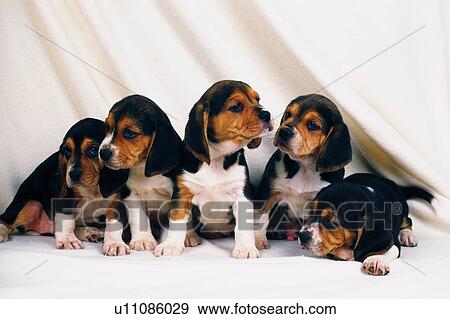 Stock Photo - Five Beagles Standing on a White Floor, Looking in Different Directions, Front View. Fotosearch