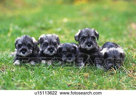 Stock Image - Four Miniature Schnauzer Lying in the Grass, Looking in Different Directions, Front View, Differential Focus. Fotosearch