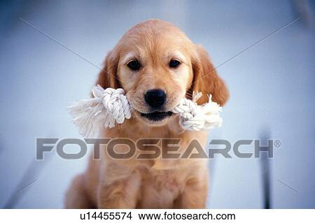 Picture - Golden Retriever Holding a Toy in His Mouth, Looking at Camera, Front View, Differential Focus. Fotosearch