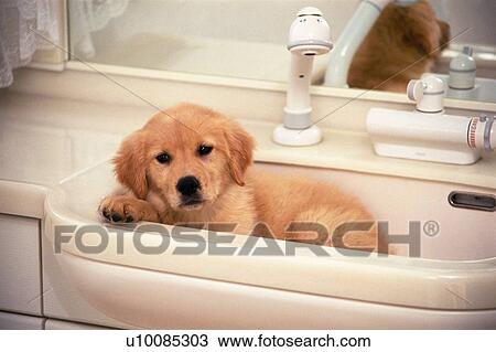 Stock Image - Golden Retriever Lying in a White Wash Basin, Looking at Camera, High Angle View. Fotosearch