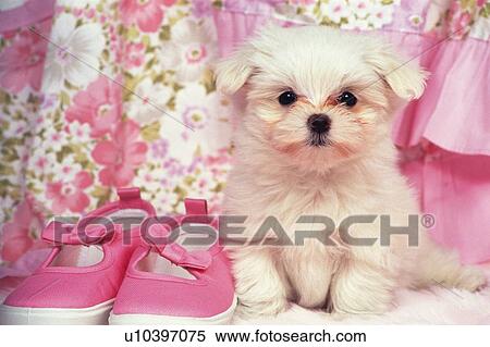 Stock Photography - Maltese Dog Surrounded By Pink-colored Objects, Looking at Camera, Front View. Fotosearch