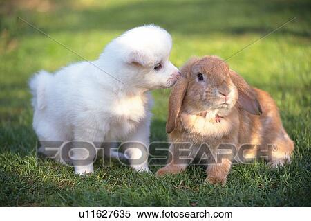 Puppy and Lop Ear Rabbit Getting Friendly on a Field of Grass, Front View, Differential Focus View Large Photo Image Stock Photography - Puppy and Lop Ear Rabbit Getting Friendly on a Field of Grass, Front View, Differential Focus. Fotosearch