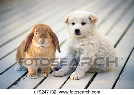 Stock Image - Puppy and Lop Ear Rabbit Sitting on a White Wooden Floor, Looking at Camera, Front View, Differential Focus. Fotosearch