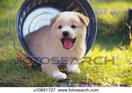 Stock Photo - Puppy Lying in a Silvern Bucket, Looking Sideways, Front View, Differential Focus. Fotosearch