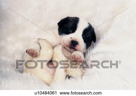 Puppy Lying on a White Fluffy Carpet, Looking at Camera, High Angle View View Large Photo Image Stock Image - Puppy Lying on a White Fluffy Carpet, Looking at Camera, High Angle View. Fotosearch