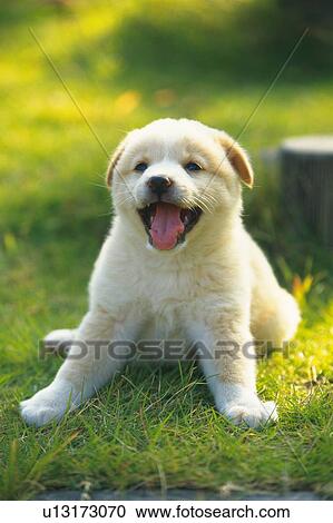 Puppy Lying on Grass, Yawning, Looking at Camera, Front View View Large Photo Image Stock Image - Puppy Lying on Grass, Yawning, Looking at Camera, Front View. Fotosearch