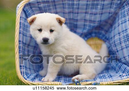 Stock Photography - Puppy Sitting in a Blue-colored Basket, Looking at Camera, Side View. Fotosearch