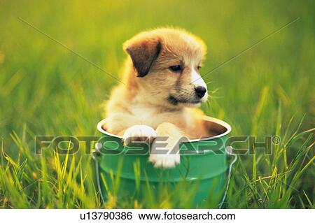 Puppy Sitting in a Green-colored Bucket in a Grass Field, Looking Sideways, Front View, Differential Focus View Large Photo Image Stock Photograph - Puppy Sitting in a Green-colored Bucket in a Grass Field, Looking Sideways, Front View, Differential Focus. Fotosearch