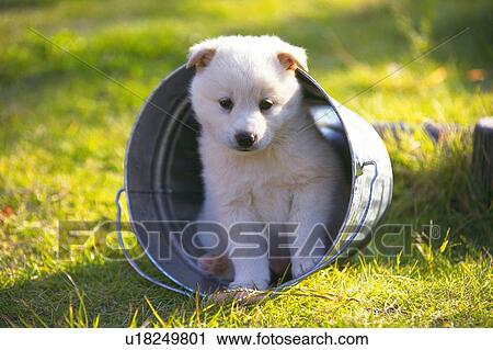 Stock Image - Puppy Sitting in a Silvern Bucket Outside, Looking Down, Front View, Differential Focus. Fotosearch