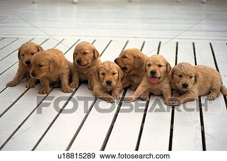 Stock Photo - Seven Golden Retriever Lying on a White Wooden Floor, Looking in Different Directions, High Angle View. Fotosearch