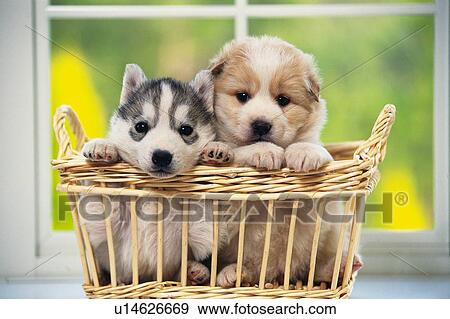 Stock Photo - Siberian Husky and Mongrel Sitting in a Wooden Basket In Front of a Window, Front View, Looking at Camera, Differential Focus. Fotosearch