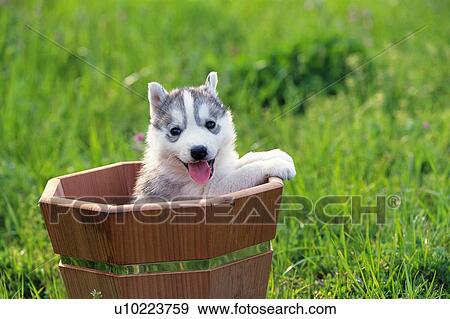 Siberian Husky Sitting in a Brown-colored Flower Pot, Looking at Camera, Front View, Differential Focus View Large Photo Image Stock Photo - Siberian Husky Sitting in a Brown-colored Flower Pot, Looking at Camera, Front View, Differential Focus. Fotosearch