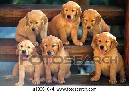 Picture -  Six Golden Retriever Standing on Wooden Steps, Looking Sideways, Front View. Fotosearch