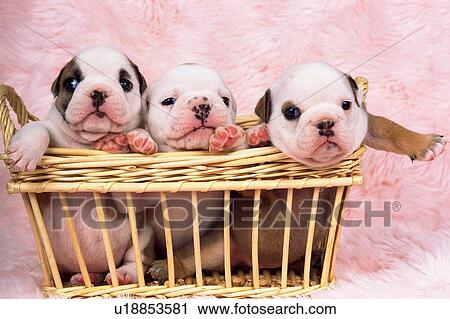 Stock Image - Three Bulldogs Sitting in a Basket, Looking in Different Directions, Front View. Fotosearch