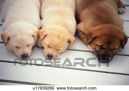 Stock Photograph - Three Different-colored Puppies Sleeping On a White Wooden Floor, High Angle View. Fotosearch