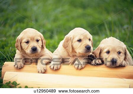 Three Golden Retriever Resting On Wooden Piles, Looking In Different Directions, High Angle View, Differential Focus View Large Photo Image Stock Photo - Three Golden Retriever Resting On Wooden Piles, Looking In Different Directions, High Angle View, Differential Focus. Fotosearch