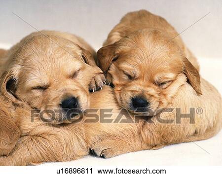 Stock Image -  Three Golden Retriever, Two Sleeping on the Third One, Front View. Fotosearch