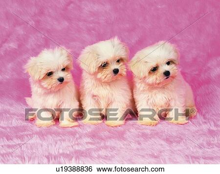Three Maltese Dogs Sitting on a Pink-colored Fluffy Carpet, Looking Sideways, Front View View Large Photo Image Stock Photograph - Three Maltese Dogs Sitting on a Pink-colored Fluffy Carpet, Looking Sideways, Front View. Fotosearch