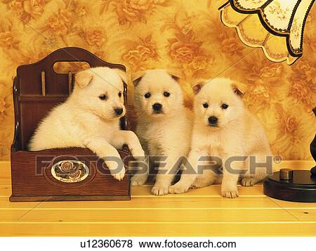 Stock Photo - Three Puppies On a Table, One of them in a Wooden Box, Front View. Fotosearch