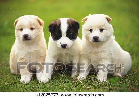 Three Puppies Sitting on a Grass Field, Looking at Camera, Front View, Differential Focus View Large Photo Image Stock Photo - Three Puppies Sitting on a Grass Field, Looking at Camera, Front View, Differential Focus. Fotosearch
