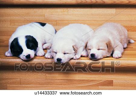 Three Puppies Sleeping on a Wooden Steps, Front View View Large Photo Image Stock Photo - Three Puppies Sleeping on a Wooden Steps, Front View. Fotosearch