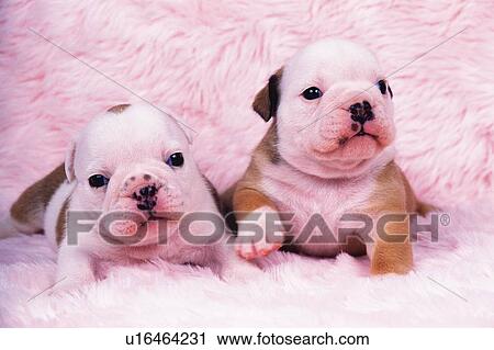 Stock Image -  Two Bulldogs Lying on a Pink-colored Carpet, Front View. Fotosearch