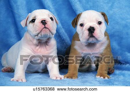 Stock Photo - Two Bulldogs Standing on a Blue Fluffy Blanket, Front View, Looking at Camera. Fotosearch