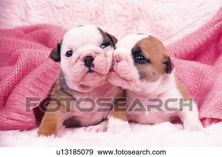 Stock Photo -  Two Bulldogs Under a Pink Wool Blanket, Front View. Fotosearch
