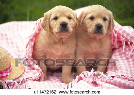 Two Golden Retriever Covered in a Pink-colored Blanket, Looking at Camera, Front View, Differential Focus View Large Photo Image Stock Image - Two Golden Retriever Covered in a Pink-colored Blanket, Looking at Camera, Front View, Differential Focus. Fotosearch