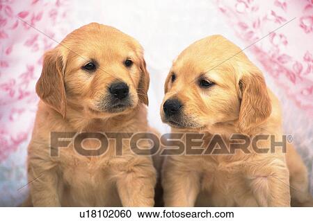 Two Golden Retriever In Front of a Pink-colored Curtain, Front View View Large Photo Image Stock Image - Two Golden Retriever In Front of a Pink-colored Curtain, Front View. Fotosearch