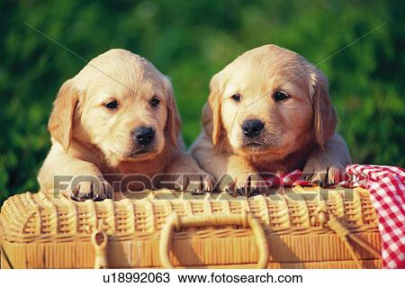 Two Golden Retriever Lying on a Wooden Basket Outside, Looking Sideways, Front View, Differential Focus View Large Photo Image Stock Image - Two Golden Retriever Lying on a Wooden Basket Outside, Looking Sideways, Front View, Differential Focus. Fotosearch