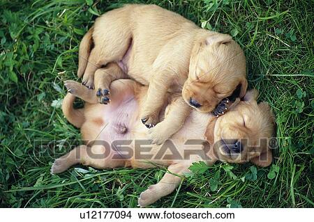 Picture - Two Golden Retriever Sleeping on The Grass, High Angle View. Fotosearch