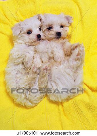 Two Maltese Dogs, Lying on a Yellow Towel, Looking at Camera, High Angle View View Large Photo Image Stock Image - Two Maltese Dogs, Lying on a Yellow Towel, Looking at Camera, High Angle View. Fotosearch