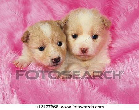 Two Puppies, Covered in a Pink Fluffy Blanket, Looking Sideways, High Angle View View Large Photo Image Stock Photograph - Two Puppies, Covered in a Pink Fluffy Blanket, Looking Sideways, High Angle View. Fotosearch