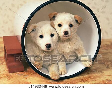 Two Puppies In a White Bucket, Looking at Camera, Front View View Large Photo Image Stock Photo - Two Puppies In a White Bucket, Looking at Camera, Front View. Fotosearch