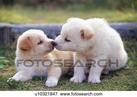 Two Puppies Kissing Each Other Outside, Front View, Differential Focus View Large Photo Image Stock Photo - Two Puppies Kissing Each Other Outside, Front View, Differential Focus. Fotosearch