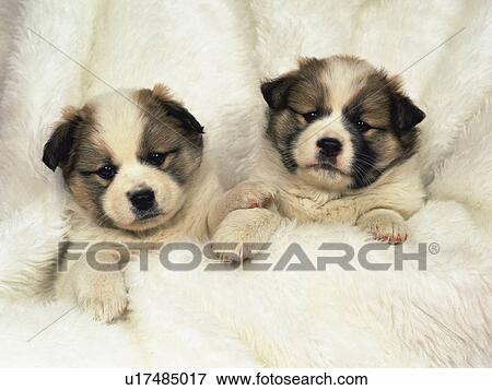 Two Puppies Lying Under a White Fluffy Cover, Looking at Camera, High Angle View View Large Photo Image Stock Photo -  Two Puppies Lying Under a White Fluffy Cover, Looking at Camera, High Angle View. Fotosearch
