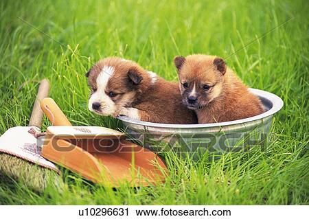 Stock Image - Two Puppies Sitting in a Silvern Bowl, Looking Sideways Next to a Broom, Front View. Fotosearch