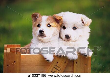 Stock Photograph - Two Puppies Sitting in a Wooden Basket, Looking Sideways, Front View, Differential Focus. Fotosearch