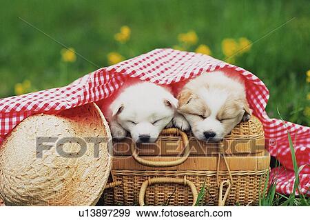Two Puppies Sleeping on a Wooden Basket With a Red-colored Blanket, Front View, Differential Focus View Large Photo Image Stock Photo - Two Puppies Sleeping on a Wooden Basket With a Red-colored Blanket, Front View, Differential Focus. Fotosearch