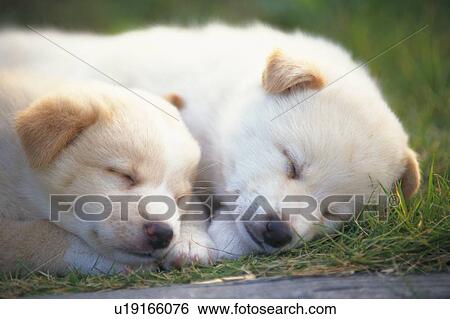 Two Puppies Sleeping on The Grass, Differential Focus View Large Photo Image Stock Photograph - Two Puppies Sleeping on The Grass, Differential Focus. Fotosearch