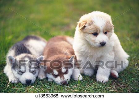 Two Siberian Huskies and a Mongrel On a Grass Field, The Huskies Sleeping, Front View, Differential Focus View Large Photo Image Stock Photography - Two Siberian Huskies and a Mongrel On a Grass Field, The Huskies Sleeping, Front View, Differential Focus. Fotosearch