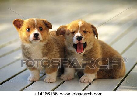 Two Welsh Corgi Sitting on a White Floor, Looking at Camera, Front View, Differential Focus View Large Photo Image Stock Photograph - Two Welsh Corgi Sitting on a White Floor, Looking at Camera, Front View, Differential Focus. Fotosearch