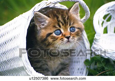 a Kitten Coming Out From a White Basket, Looking Up, Side View, Differential Focus View Large Photo Image Stock Photograph - a Kitten Coming Out From a White Basket, Looking Up, Side View, Differential Focus. Fotosearch