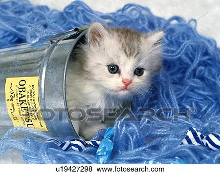 Stock Photo -  a Kitten In a Silvern Can, Lying on Some Blue-colored Wool, Looking at Camera, Side View. Fotosearch